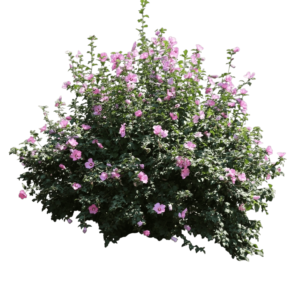 Minerva Rose Of Sharon (Hibiscus Syriacus 'Minerva') - Ground Layers