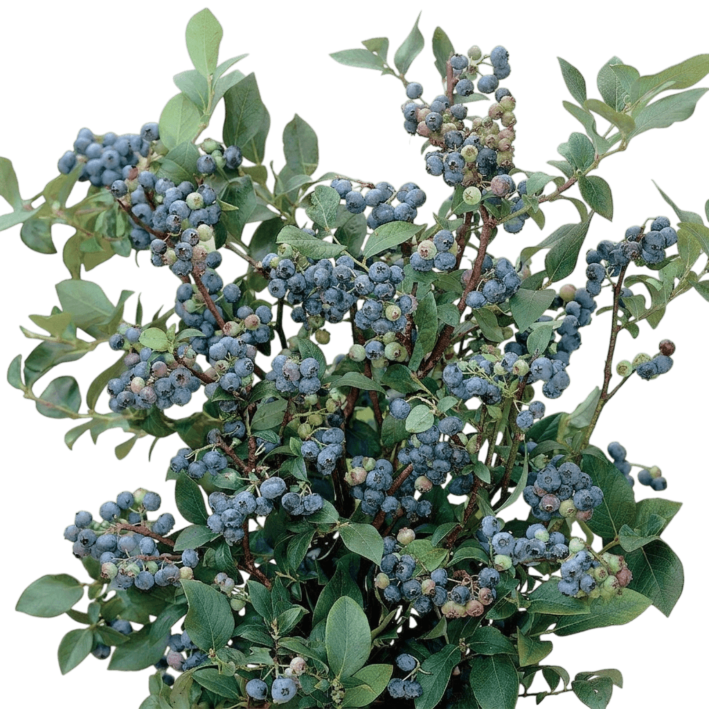 Perpetua Blueberry (Vaccinium Hybrid 'Perpetua') - Ground Layers