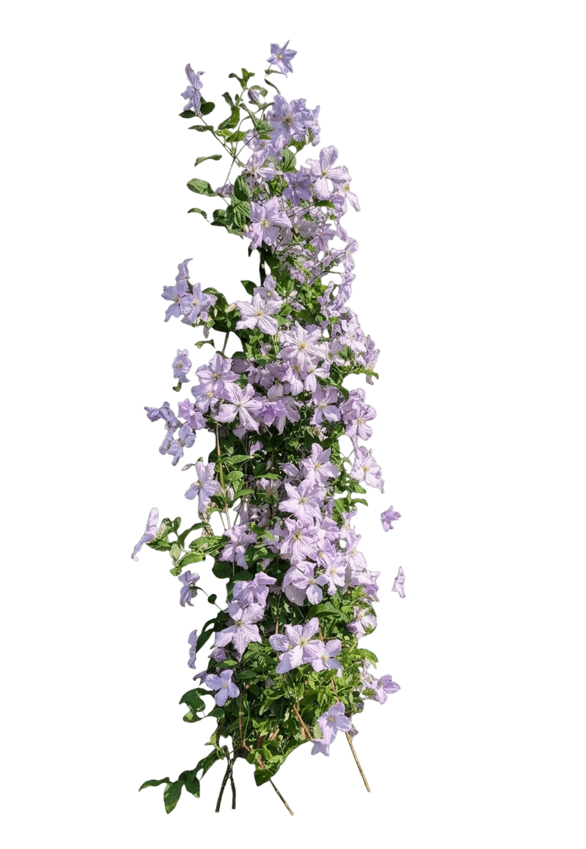 Jie™ Clematis (Clematis Var. Hybrid 'Evipo084') - Perennials