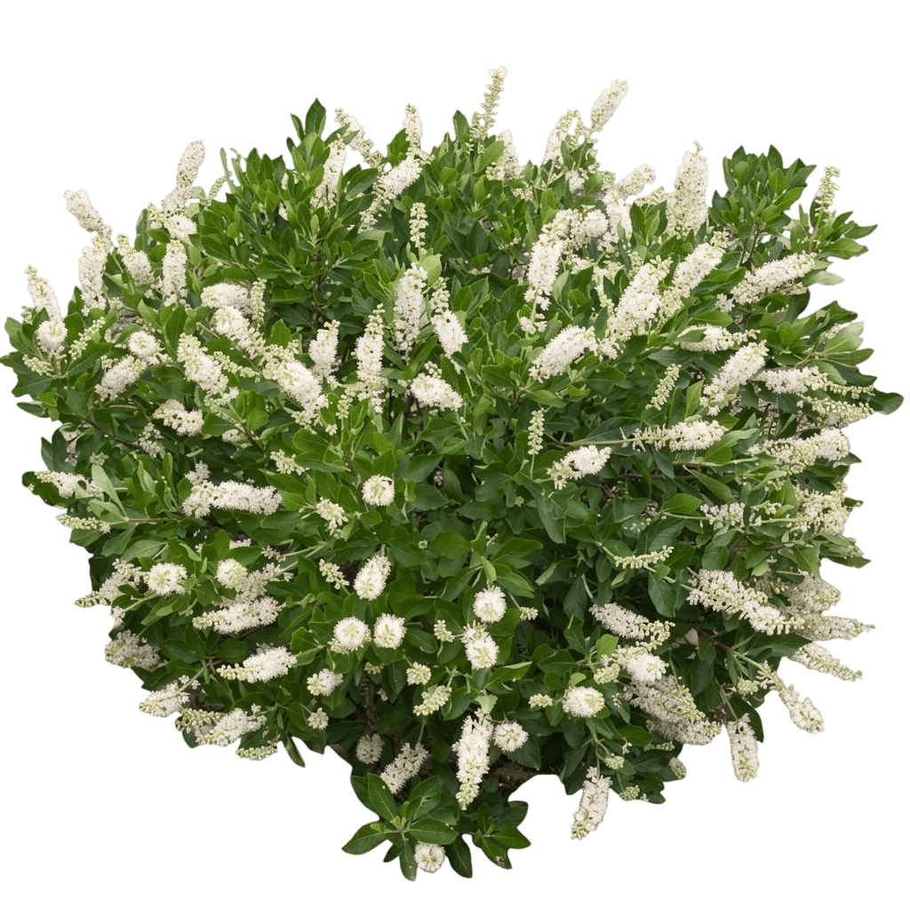 Sugartina® Summersweet (Clethra Alnifolia Var. Alnifolia 'Crystalina') - Shrubs
