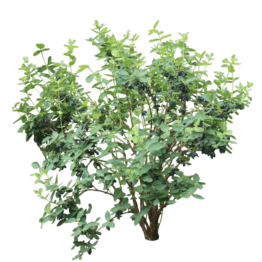 Cinderella Honeyberry (Lonicera Caerulea Var. Subsp. Caerulea 'Cinderella') - Ground Layers