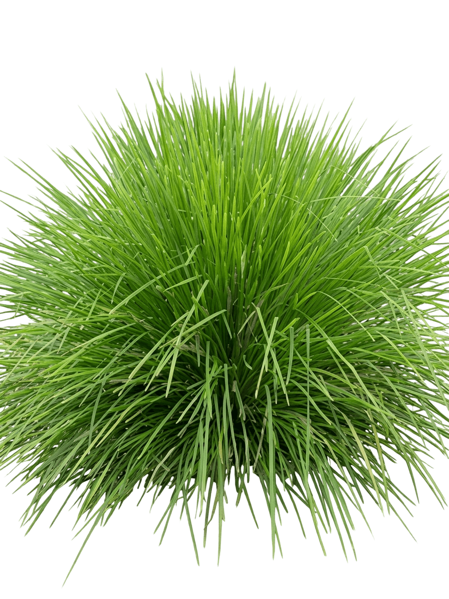 dalliance (Lomandra Longifolia 'Dalliance') - Ground-layer plants