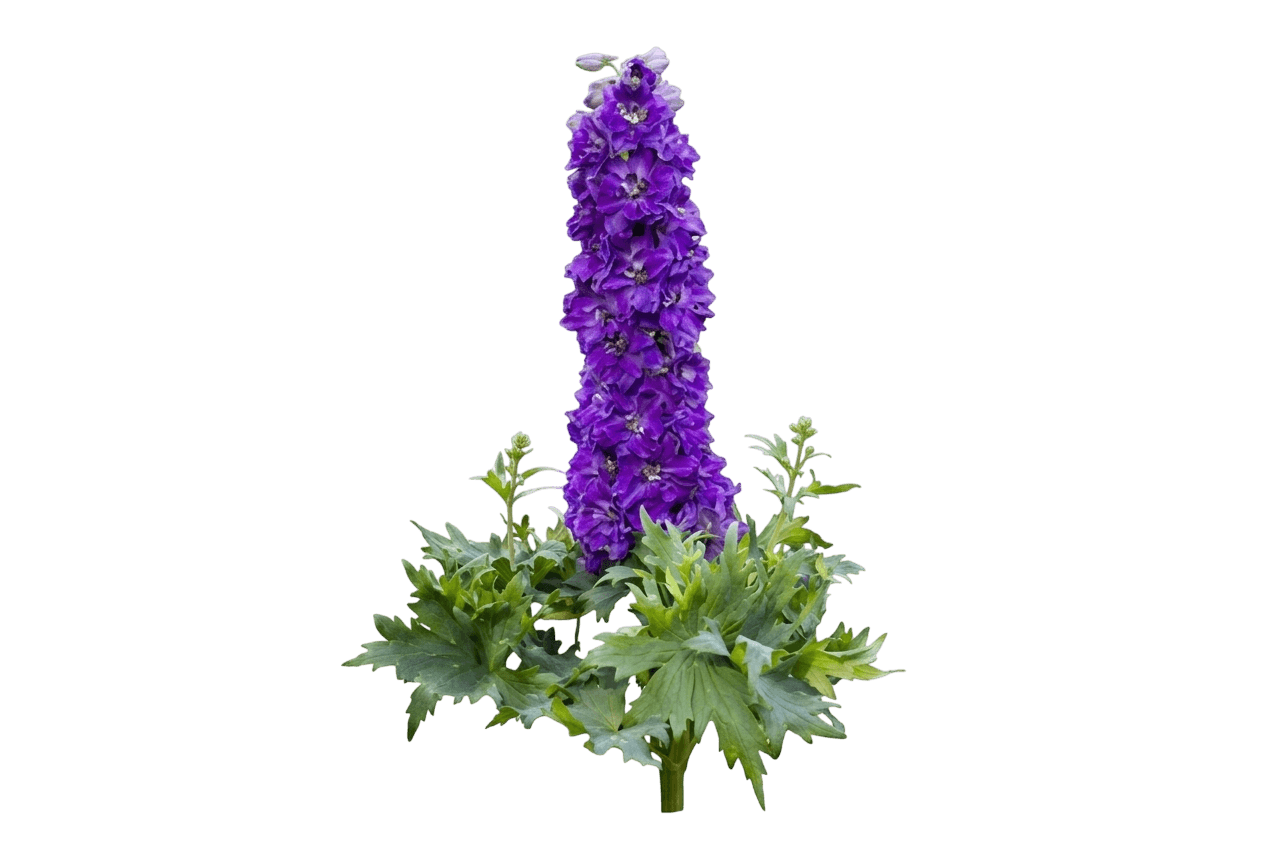 Delgenius™ Kingsley Delphinium (Delphinium X Pp34,675 Var. X 'Kingsley') - Perennials