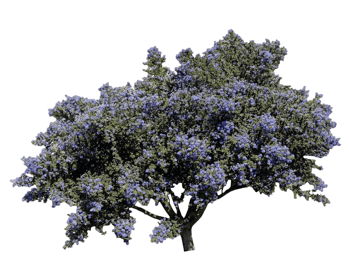 Julia Phelps ceanothus (Ceanothus 'Julia Phelps') - Shrubs