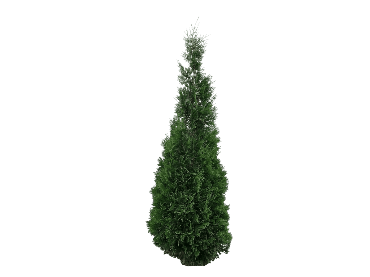Hetz Wintergreen Arborvitae (Thuja Occidentalis 'Hetz Wintergreen') - Evergreen Trees