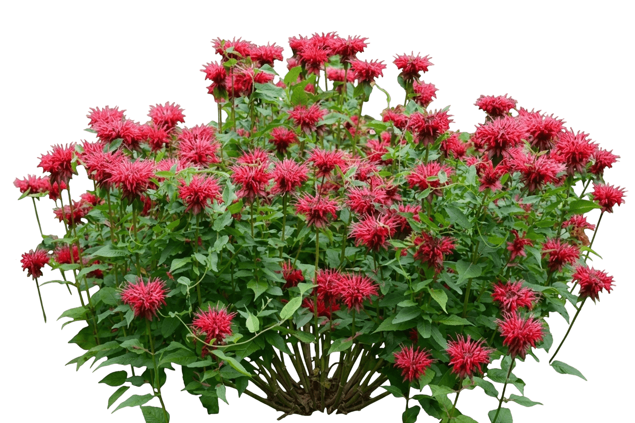 Bee Balm (Monarda Didyma 'Balbeemed') - Perennials