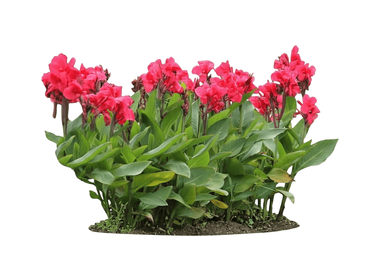 Cleopatra Canna Lily (Canna 'Cleopatra') - Perennials