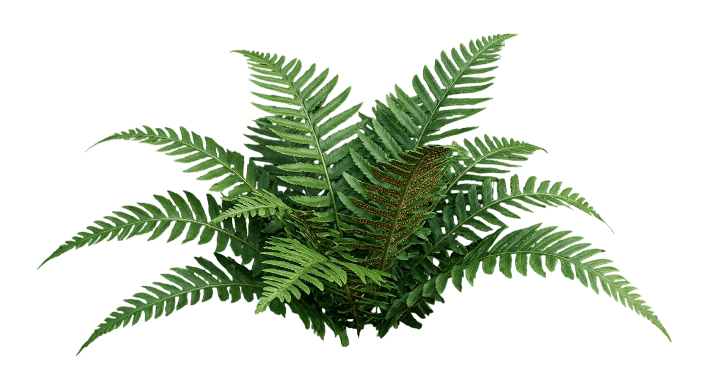 Evergreen Wood Fern (Dryopteris Marginalis) - Perennials