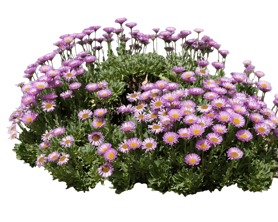 beach aster (Erigeron Glaucus) - Perennials