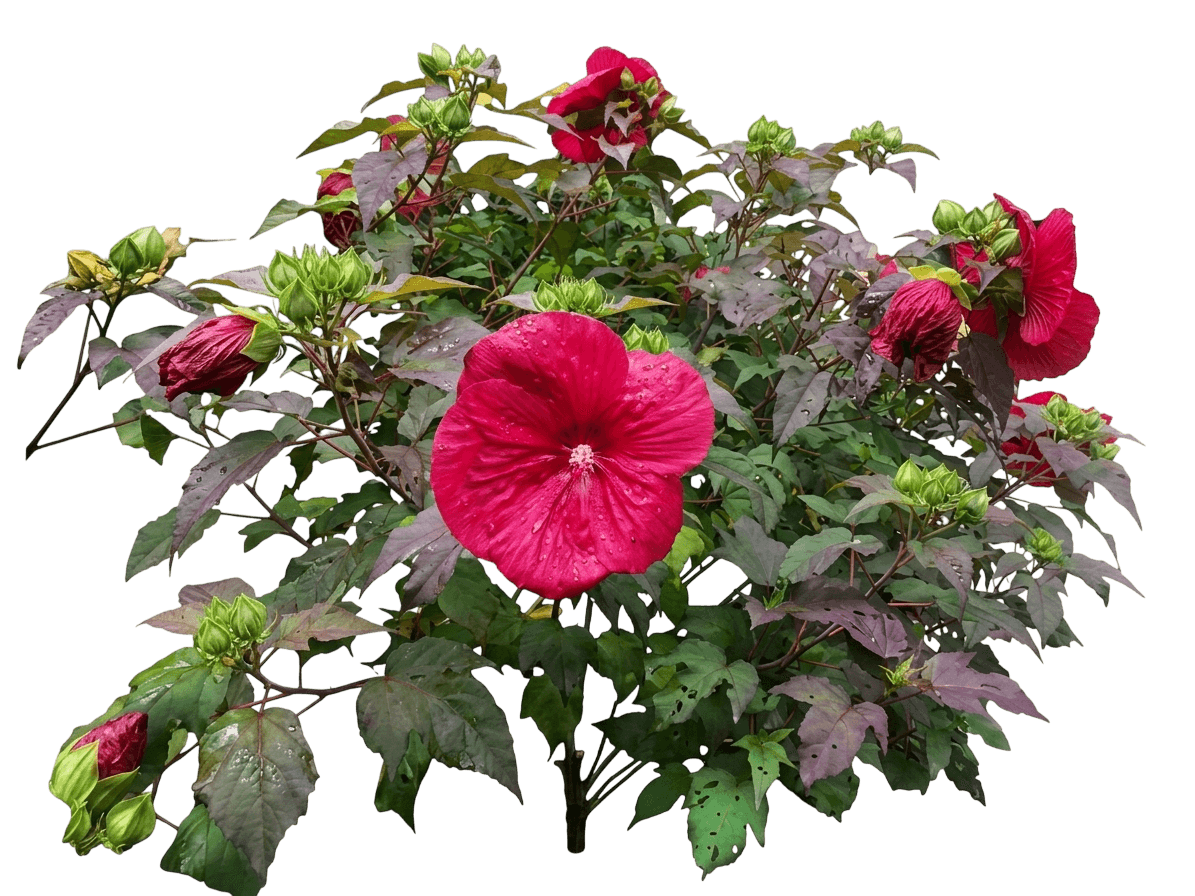 Mars Madness Hardy Hibiscus (Hibiscus Pp27838 Var. Hybrid 'Mars Madness') - Perennials