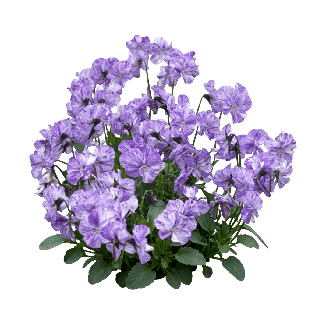 Perennial Violet, Columbine (Viola 'Columbine') - Perennials
