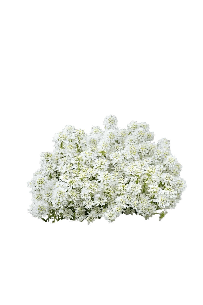 Candytuft, Whiteout (Iberis Sempervirens 'Whiteout') - Perennials