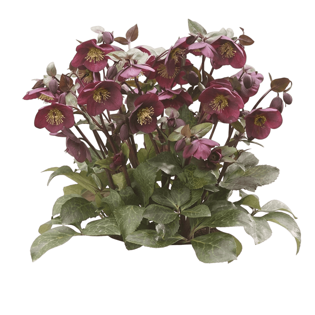 lenten rose (Helleborus X Frostkiss® Reanna'S Ruby®) - Perennials