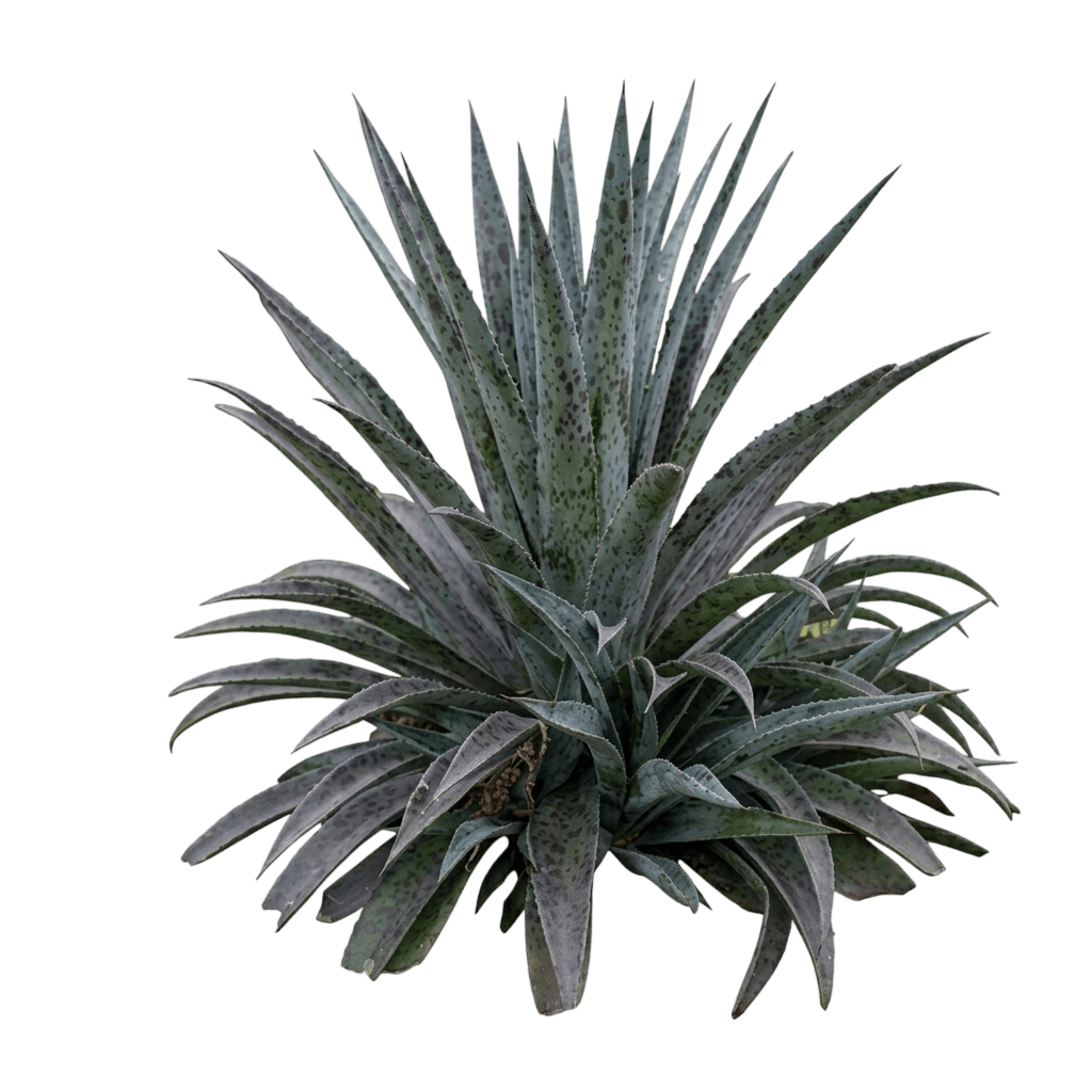 Bad Hair Day Mangave (Mangave) - Succulents
