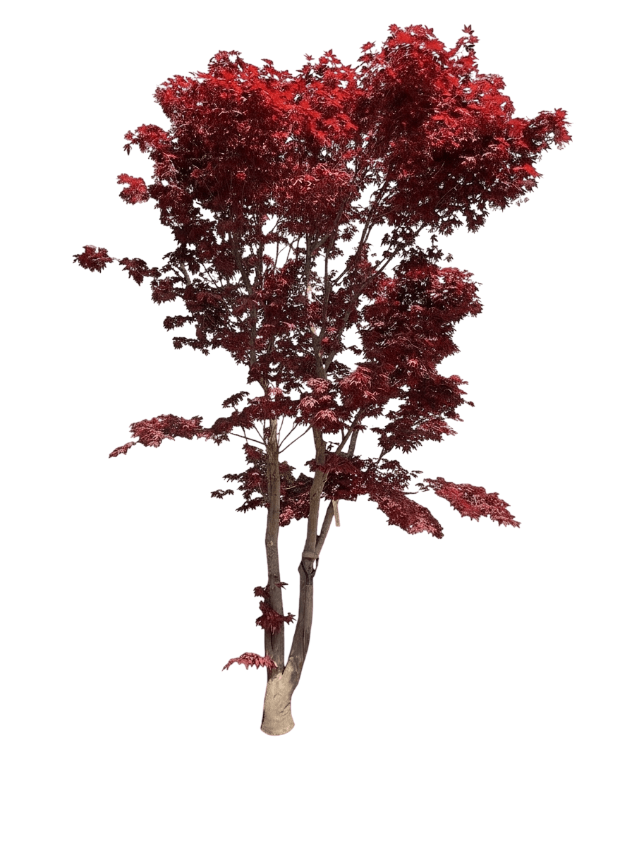 Burgundy Lace Japanese Maple Tree (Acer Palmatum Atropurpureum Var. Palmatum Var. Dissectum Atropurpureum 'Burgundy Lace') - Shade Trees
