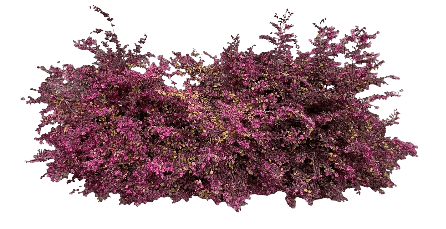 Jazz Hands Variegated® Chinese Fringe-Flower (Loropetalum Chinense Var. Chinense 'Irodori') - Shrubs