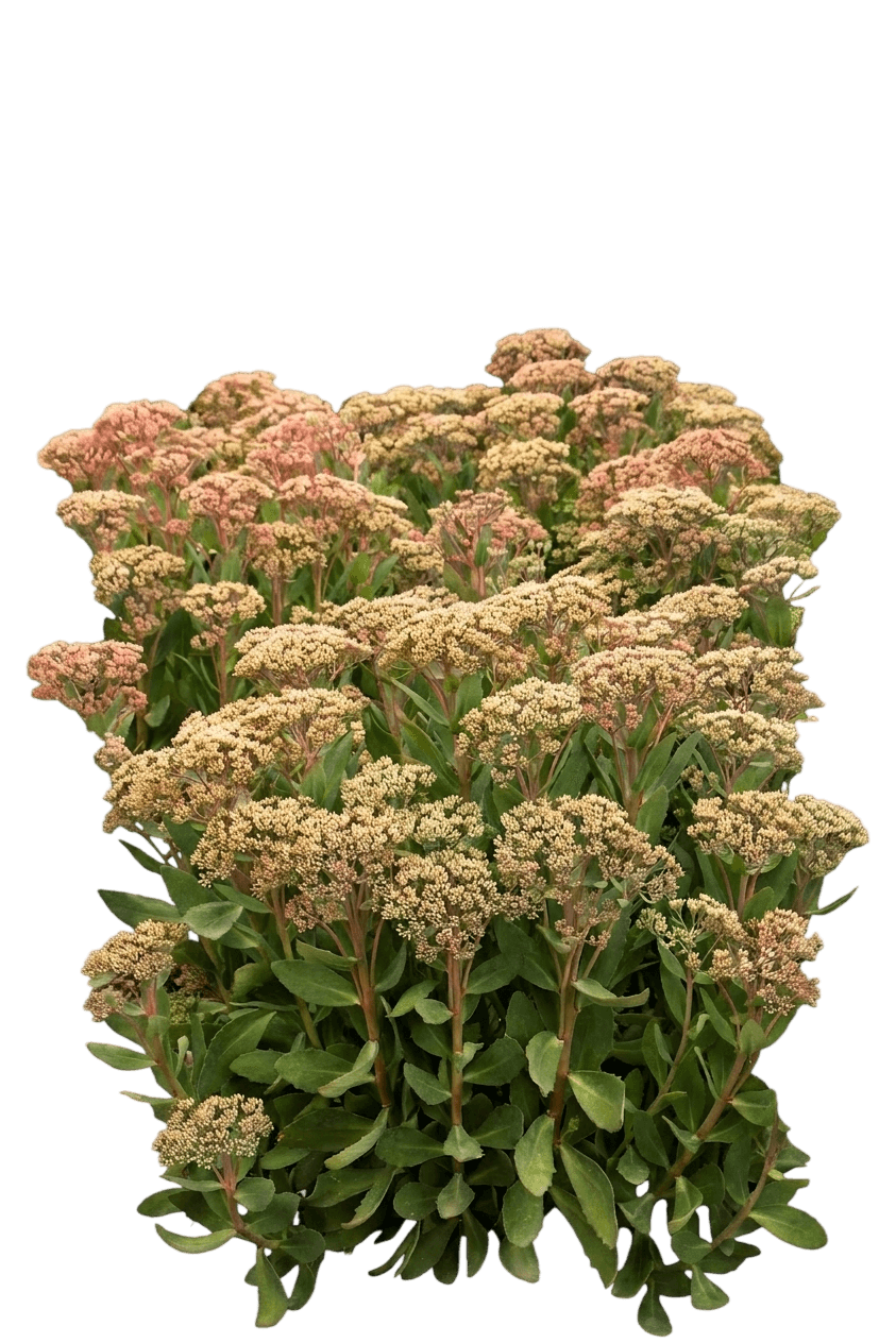 Dazzling Dynamite Stonecrop (Sedum Hybrid 'Dazzling Dynamite') - Perennials