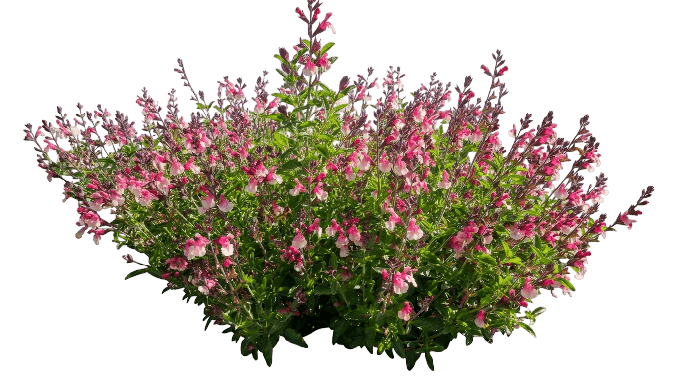 Skyscraper Pink Salvia (Salvia 'Hybsv16017') - Perennials