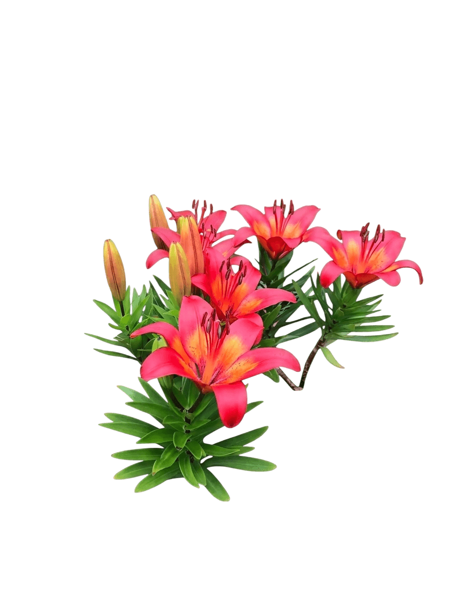 After Eight Dwarf Oriental Lily (Lilium Orientalis Var. Orientalis 'After Eight') - Perennials