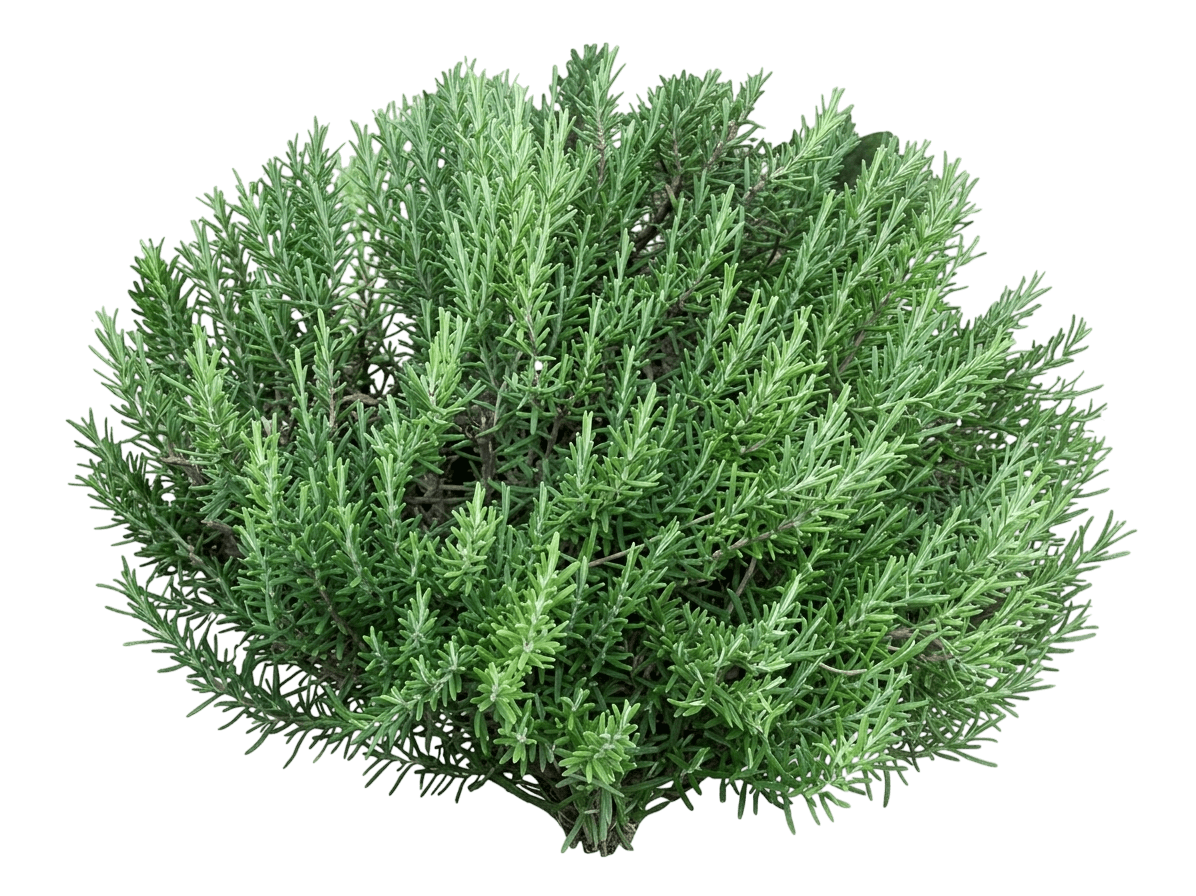 Hill Hardy Rosemary (Salvia Rosmarinus 'Madalene Hill') - Ground Layers