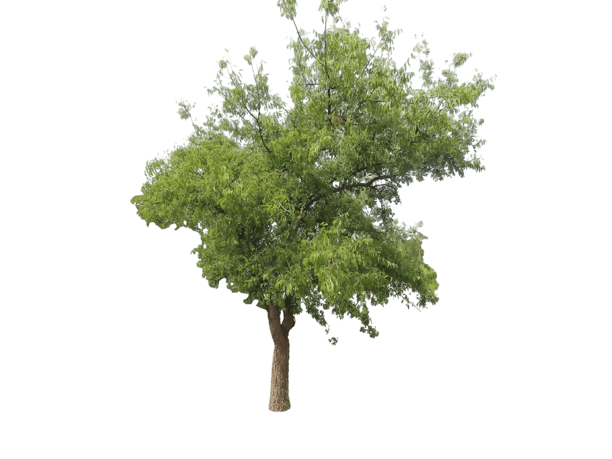 western hackberry (Celtis Reticulata) - Shade trees