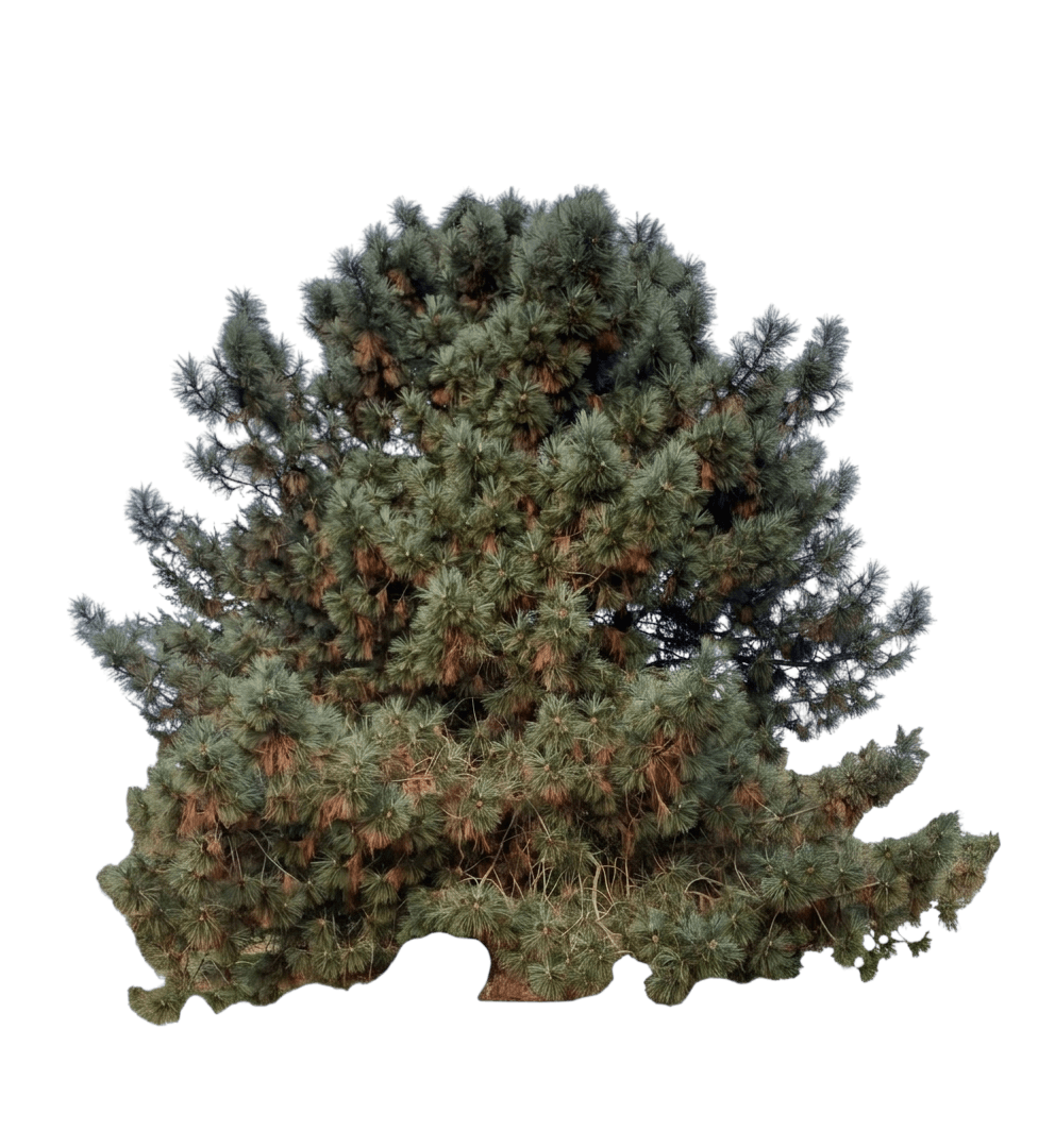 Coulter pine (Pinus Coulteri) - Evergreen trees
