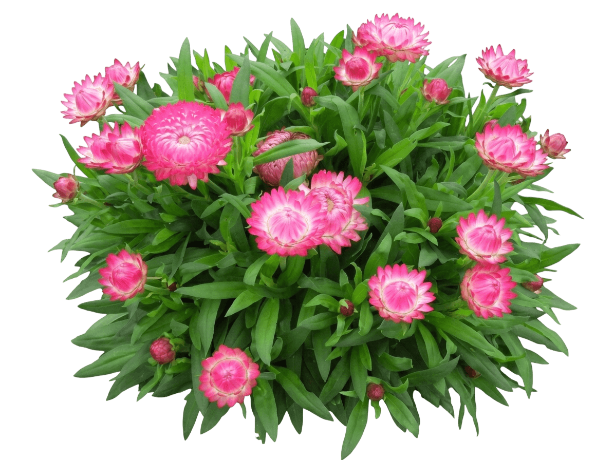Granvia Pink Strawflower (Xerochrysum Bracteatum 'Bonxe 1669') - Perennials