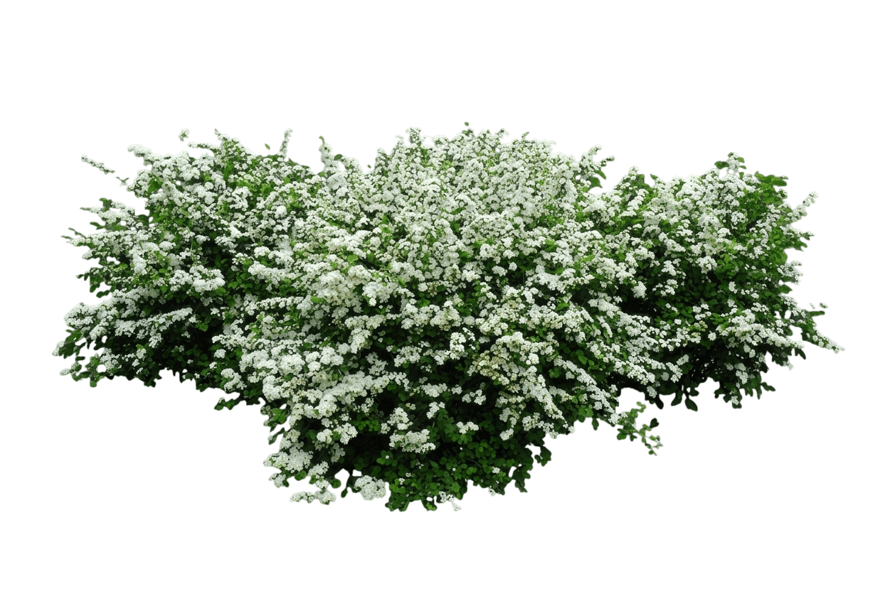 Spirea, Fairy Queen (Spiraea Trilobata 'Fairy Queen') - Ground Layers