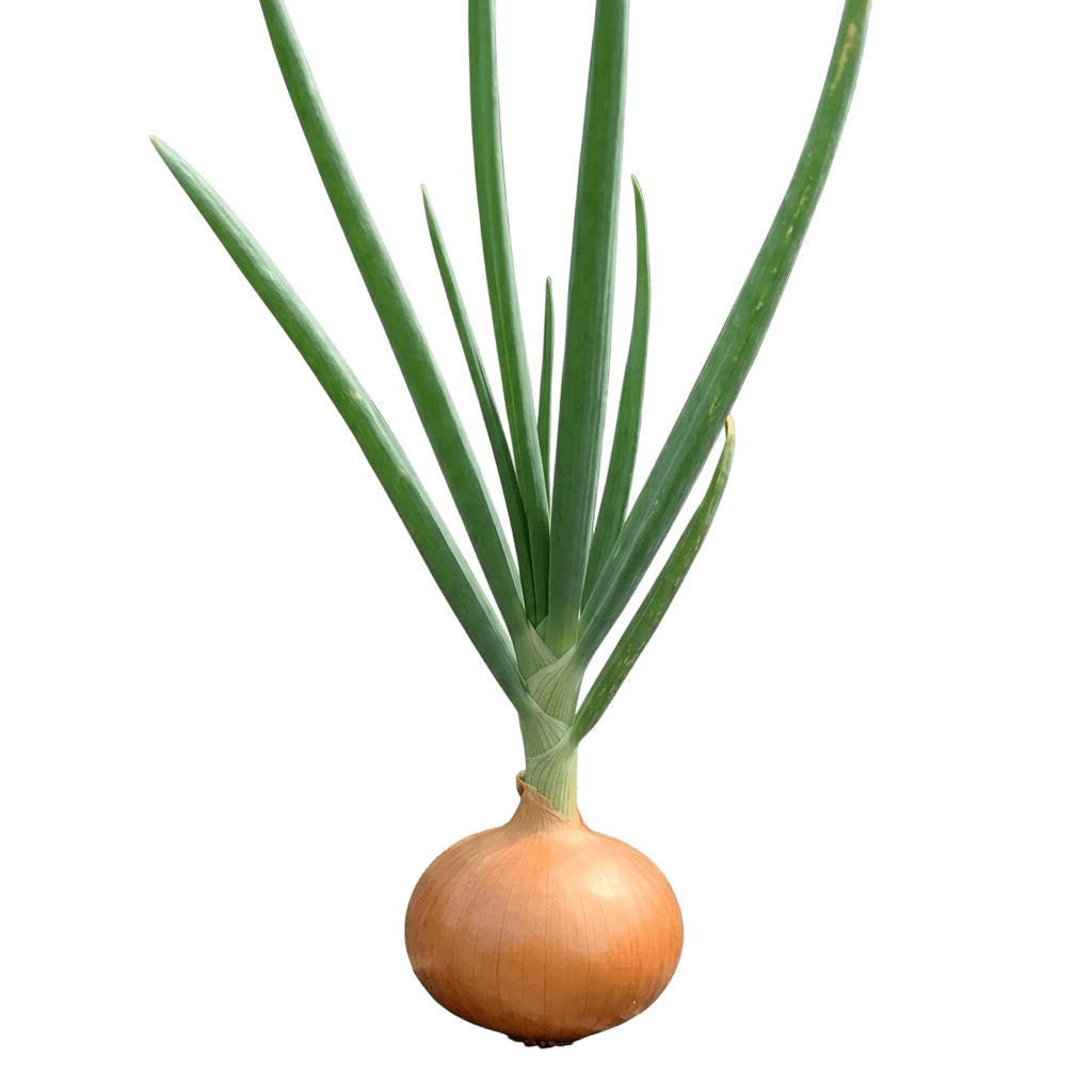 Walla Walla Sweet Onion (Allium Cepa 'Walla Walla') - Perennials