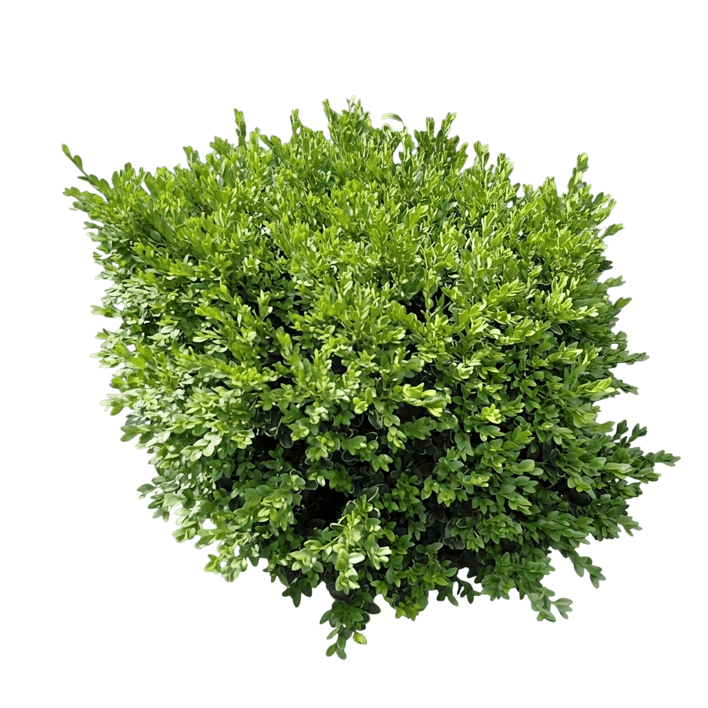 Flat-Tery Dwarf Boxwood (Buxus 'Prostrate3') - Ground Layers