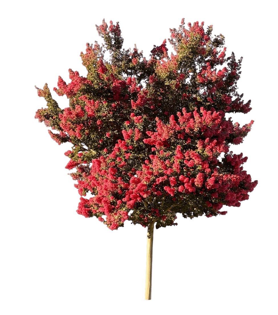 Center Stage® Pink Crape Myrtle (Lagerstroemia Var. Hybrid 'Smnlpnk') - Flowering Trees
