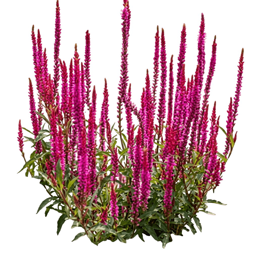 Candela Hot Pink Speedwell (Veronica Longifolia 'Candela Hot Pink') - Perennials