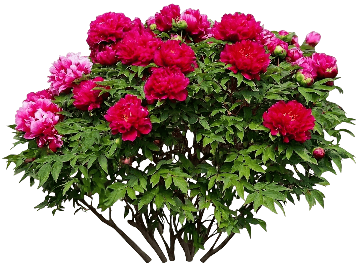 Garden Candy™ Peach - A - Licious™ Itoh Peony (Paeonia × Itoh Var. X 'Smithopus5') - Perennials