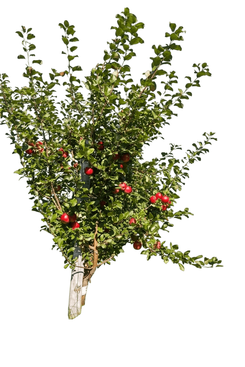 Apple, Honeycrisp (Malus 'Honeycrisp') - Fruit Trees