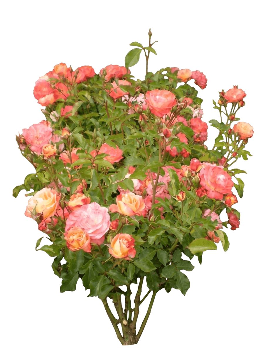 Coral Cove Rose (Rosa 'Baiove') - Ground Layers