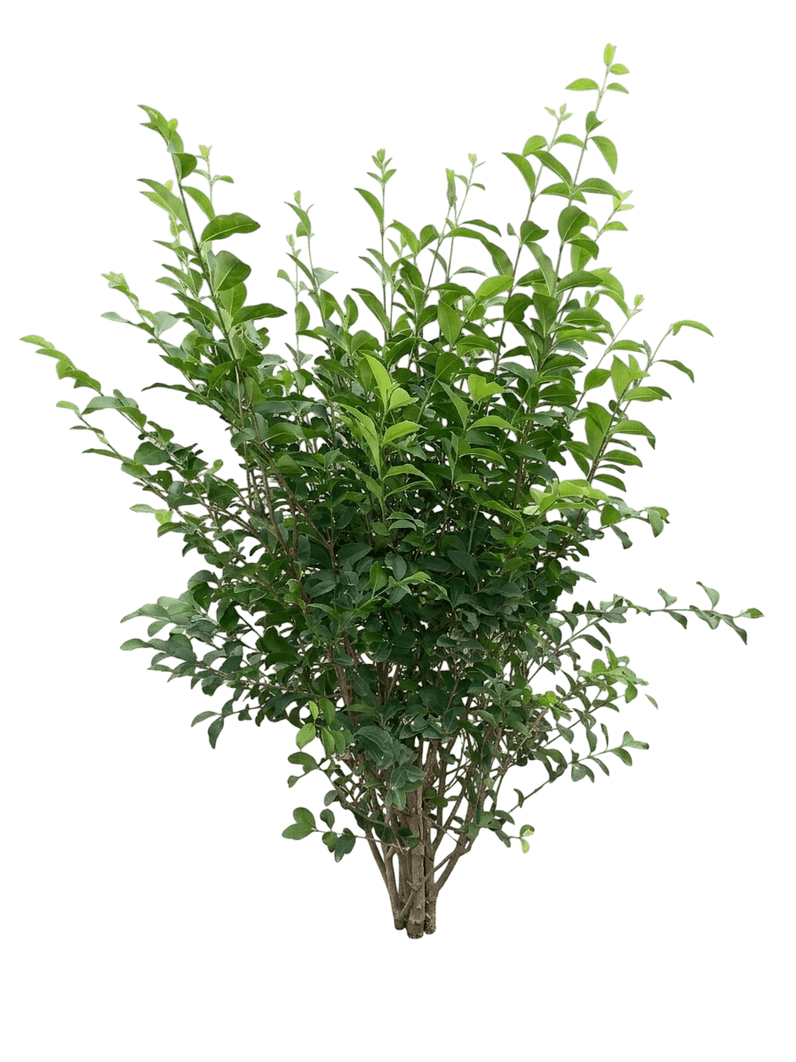 Ibolium Privet (Ligustrum × Ibolium) - Ground Layers
