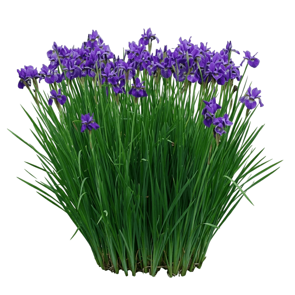 Painted Woman Siberian Iris (Iris Sibirica 'Painted Woman') - Perennials