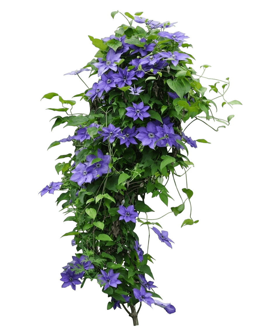 Guernsey Flute Clematis (Clematis 'Evigsy153') - Perennials