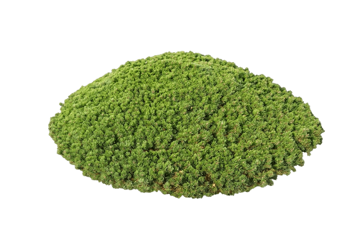 Pesto® Mugo Pine (Mugho) (Pinus Mugo Pesto Iseli 'Indom2') - Evergreen Trees
