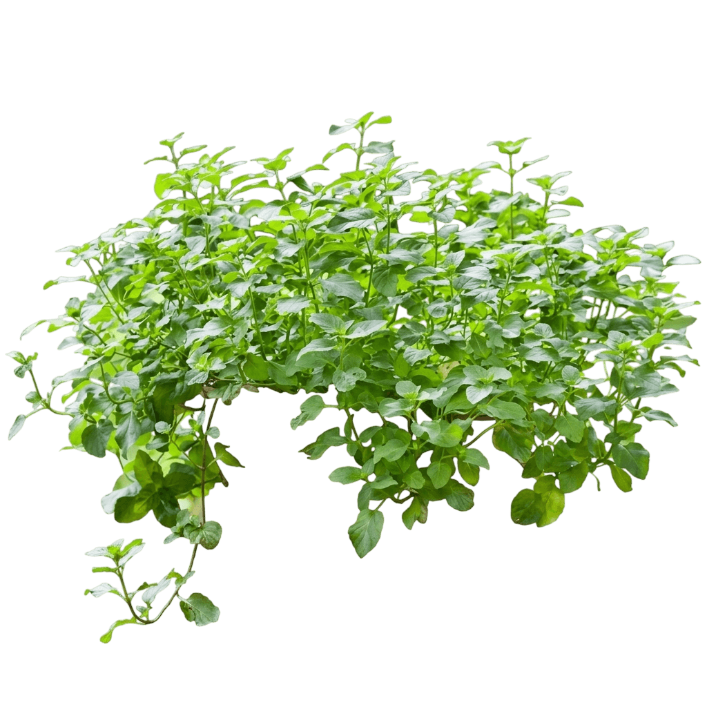 Ginger Mint (Mentha × Gracilis) - Perennials