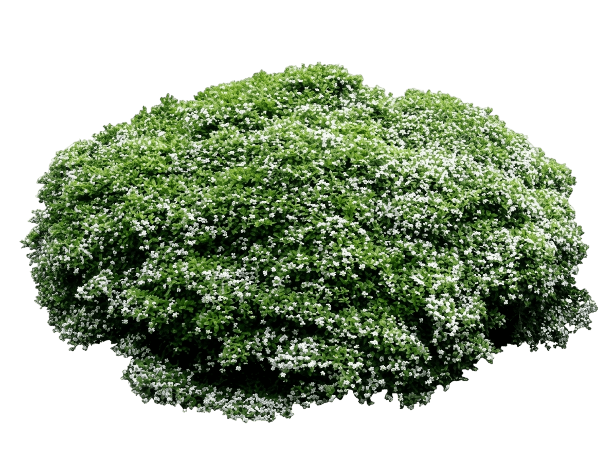 Twiggy Myrtle (Baeckea Virgata 'Twiggy Myrtle') - Ground Layers
