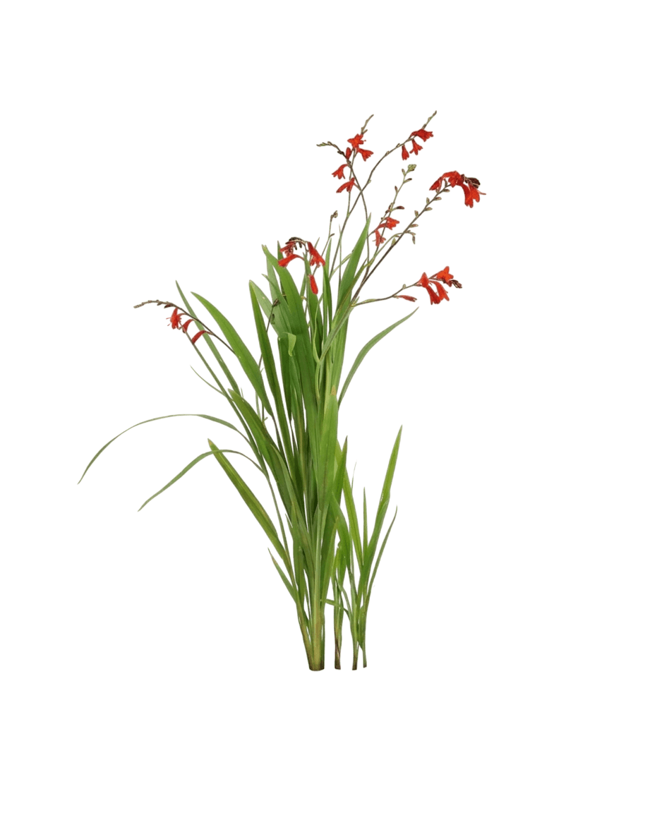 Emberglow Montbretia (Crocosmia 'Emberglow') - Perennials
