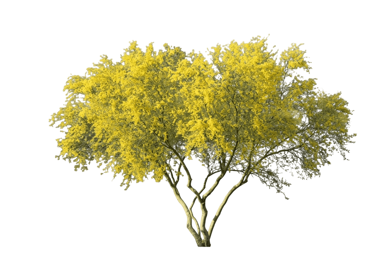 little leaf palo verde (Parkinsonia Microphylla) - Flowering trees