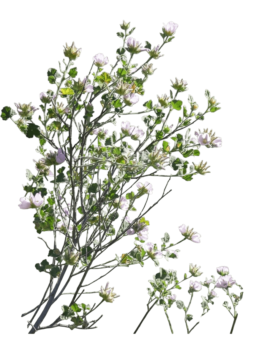 Palmer's mallow (Malacothamnus Palmeri) - Shrubs