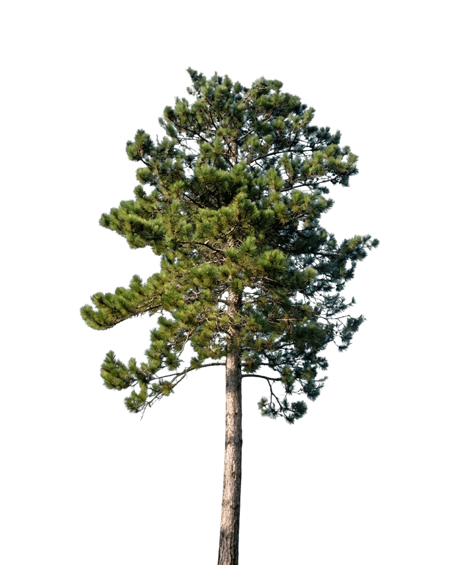 Red Pine (Pinus Resinosa) - Evergreen Trees