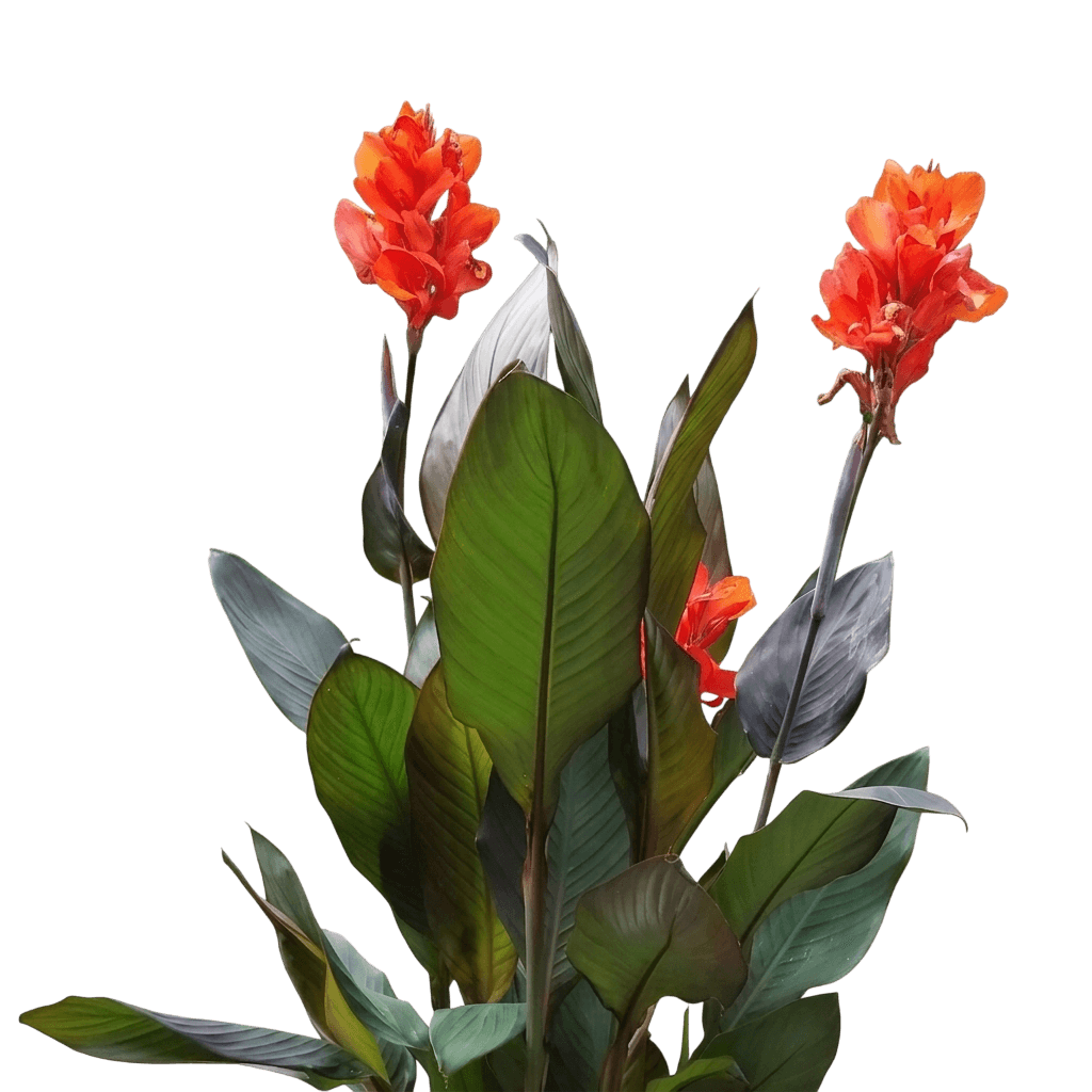 Canna Lily (Canna Cannova® Bronze Orange) - Perennials