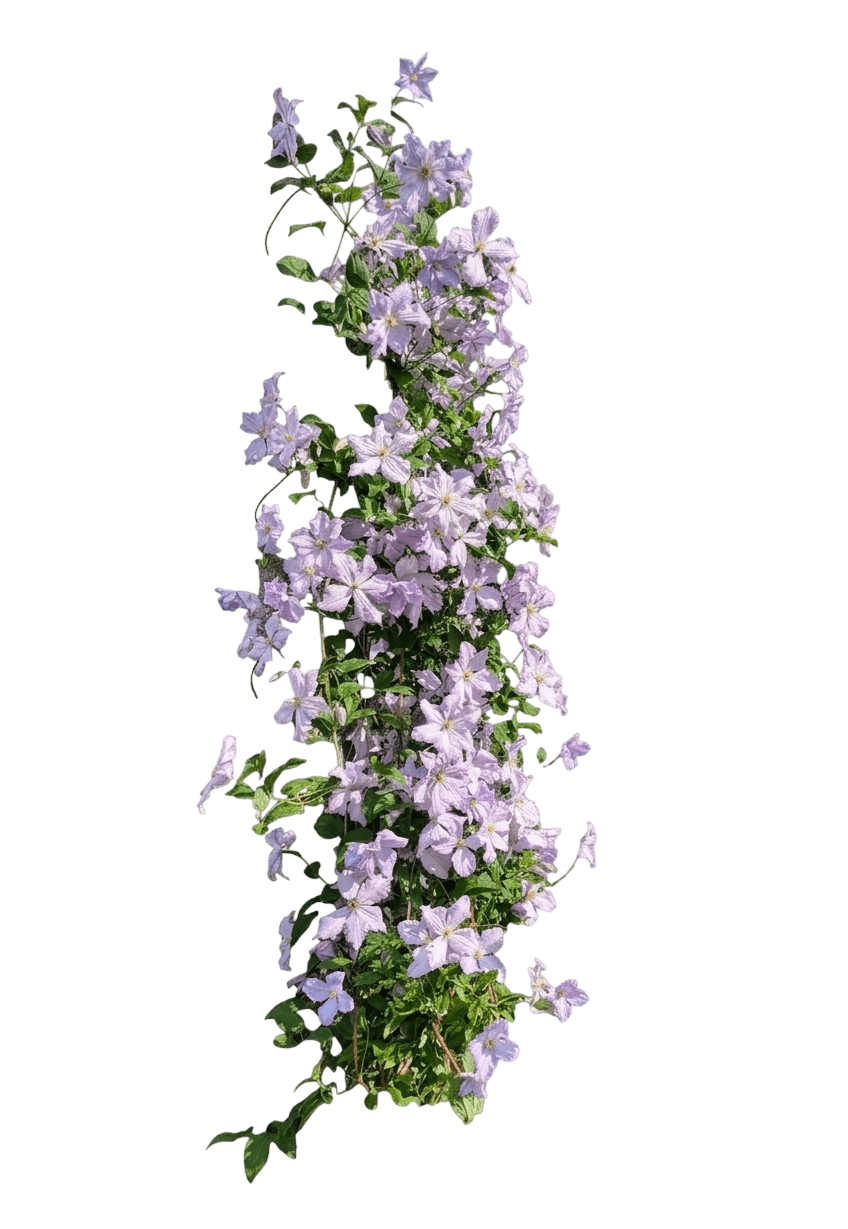 Abilene Clematis (Clematis 'Evipo027') - Perennials