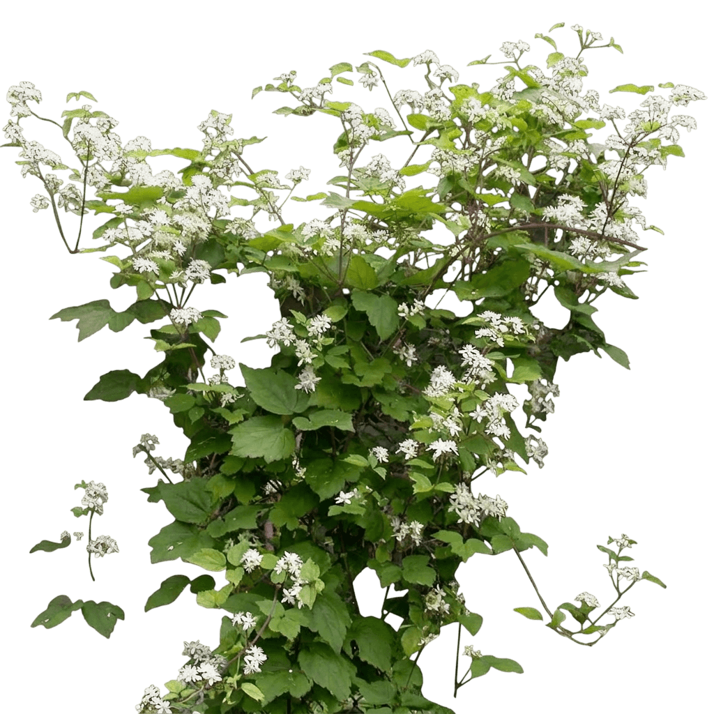 Virgin'S Bower (Clematis Virginiana) - Perennials