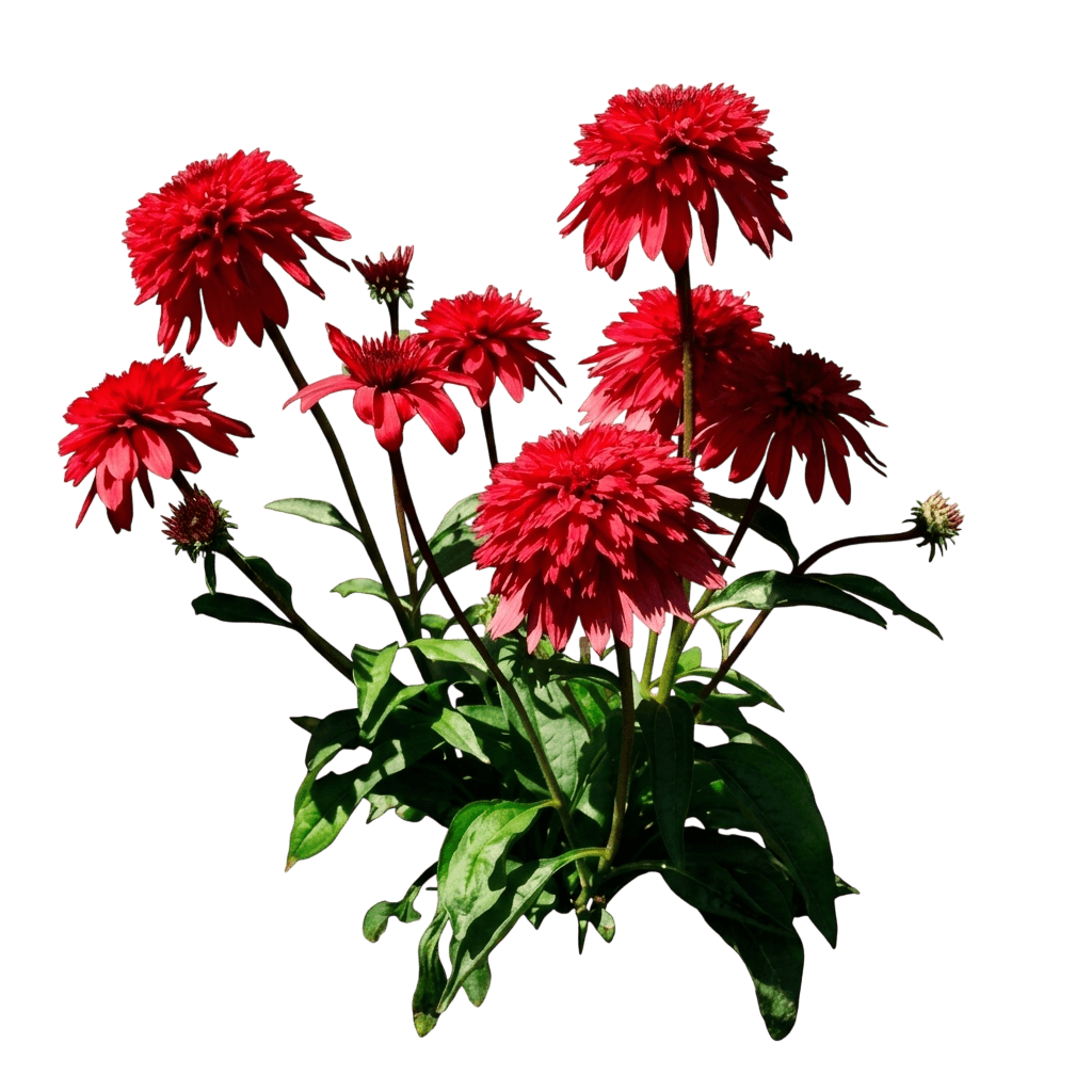 Red Coneflower 'Balscawbux' Pp35760 Double Scoop™ (Echinacea Strawberry Deluxe 'Balscawbux') - Perennials