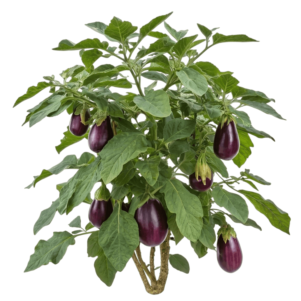 Black Beauty Eggplant (Solanum Melongena 'Black Beauty') - Perennials